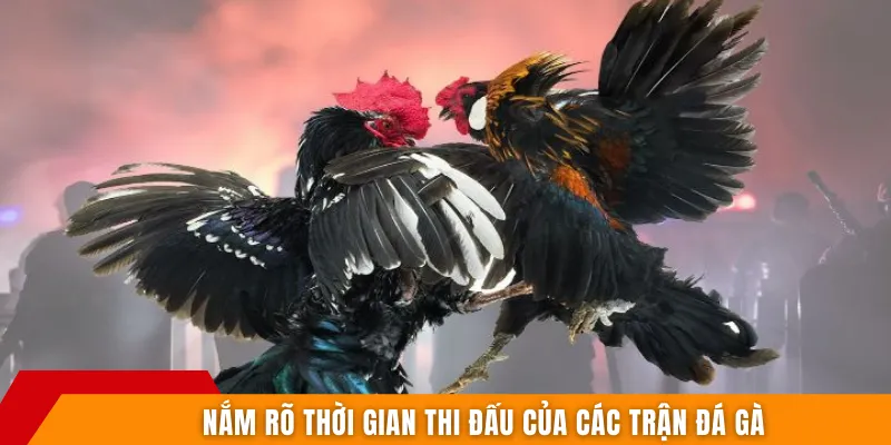Nắm rõ thời gian thi đấu của các trận đá gà